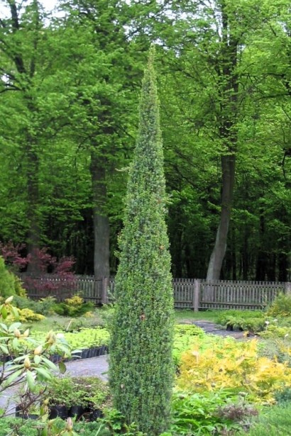 Ялівець звичайний Арнольд